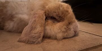Un conejo marrón claro que descansa sobre un piso de azulejos.
