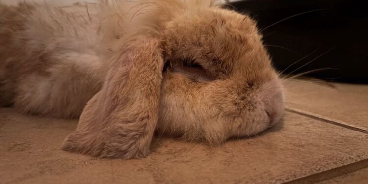 Un conejo marrón claro que descansa sobre un piso de azulejos.