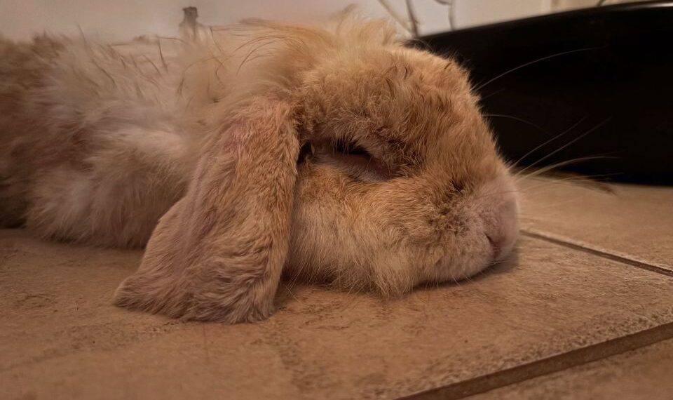 Un conejo marrón claro que descansa sobre un piso de azulejos.