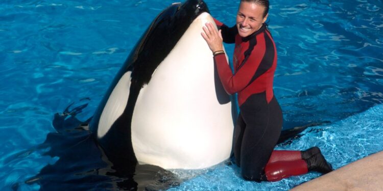 Entrenador de ballenas con ballena asesina en la piscina.