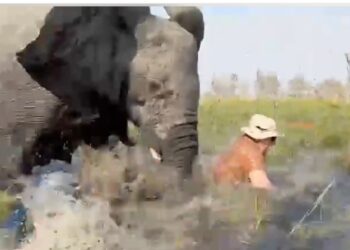 Un elefante de toros cargando en aguas poco profundas al lado de una persona con un sombrero.
