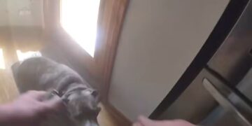 Un perro con una correa en la boca camina hacia dos manos extendidas.