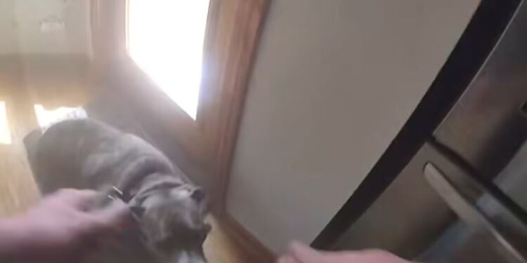 Un perro con una correa en la boca camina hacia dos manos extendidas.