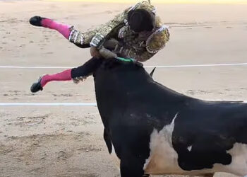 Matador Serafín Marín atravesó la pierna por un toro durante una pelea en Madrid.