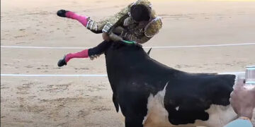 Matador Serafín Marín atravesó la pierna por un toro durante una pelea en Madrid.