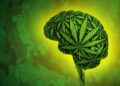Productos de cannabis de alto THC vinculados a la psicosis y adicción inmediatos