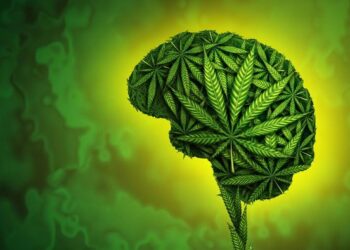 Productos de cannabis de alto THC vinculados a la psicosis y adicción inmediatos