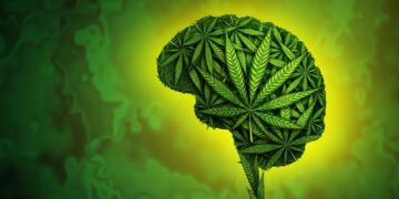 Productos de cannabis de alto THC vinculados a la psicosis y adicción inmediatos