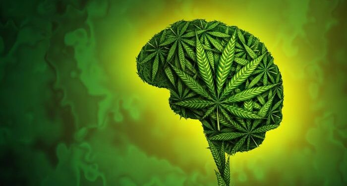 Productos de cannabis de alto THC vinculados a la psicosis y adicción inmediatos