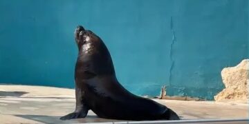 Un león marino patagágico llamado Junior en un tanque desmoronado en el Parque Marino Mediterraneo.