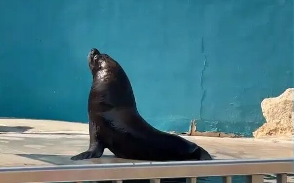 Un león marino patagágico llamado Junior en un tanque desmoronado en el Parque Marino Mediterraneo.