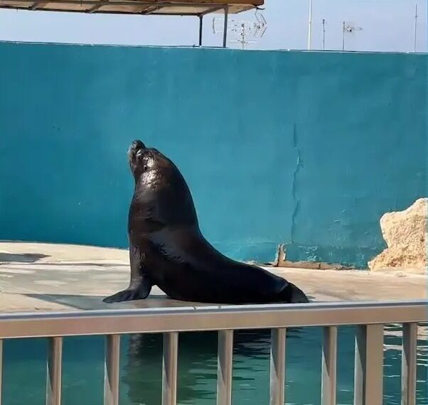 Un león marino patagágico llamado Junior en un tanque desmoronado en el Parque Marino Mediterraneo.