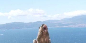 Un mono con la boca abierta, con vistas a un cuerpo de agua y montañas distantes.