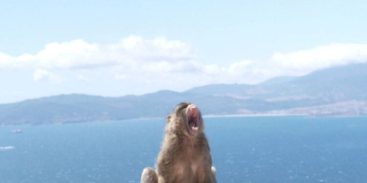 Un mono con la boca abierta, con vistas a un cuerpo de agua y montañas distantes.