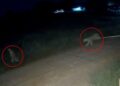 Las imágenes de CCTV de una mascota escapada de una mascota cargando por la calle por la noche hacia un niño.