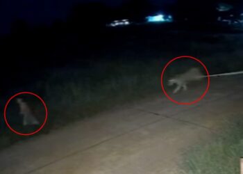 Las imágenes de CCTV de una mascota escapada de una mascota cargando por la calle por la noche hacia un niño.