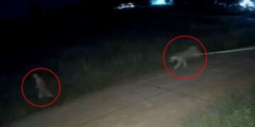 Las imágenes de CCTV de una mascota escapada de una mascota cargando por la calle por la noche hacia un niño.