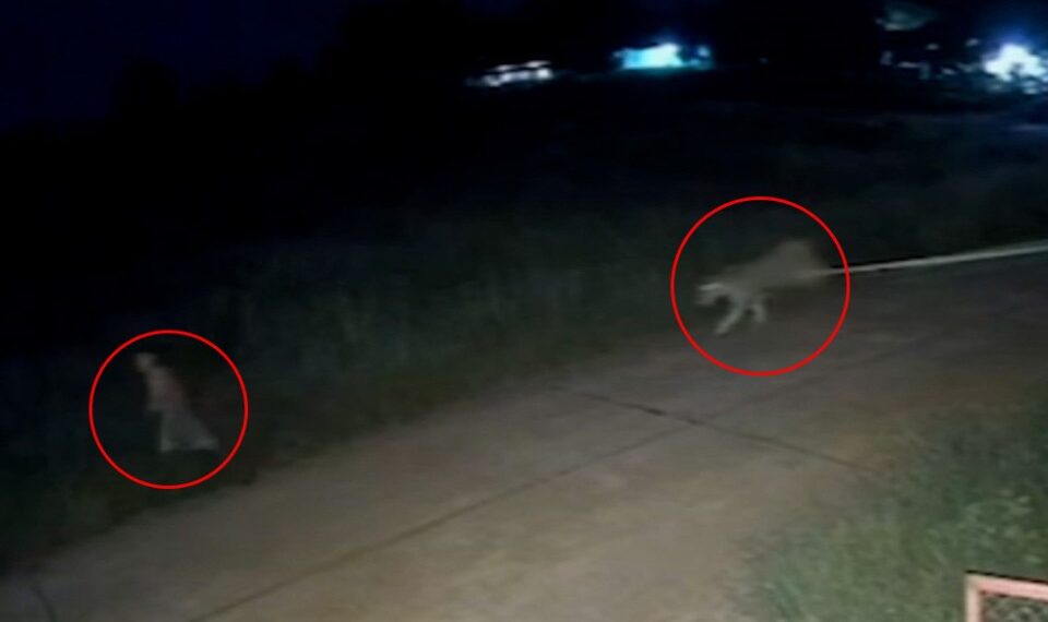 Las imágenes de CCTV de una mascota escapada de una mascota cargando por la calle por la noche hacia un niño.