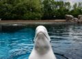 La ballena beluga emerge de un tanque.