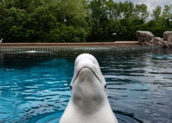 La ballena beluga emerge de un tanque.