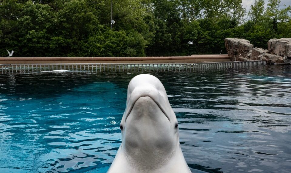 La ballena beluga emerge de un tanque.
