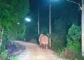 Elefante caminando por una calle por la noche.