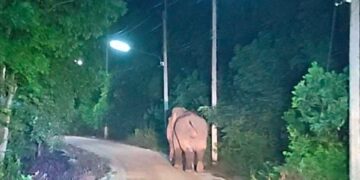 Elefante caminando por una calle por la noche.