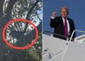Un collage de imágenes que contiene 2 imágenes. La imagen 1 muestra un puesto de caza encontrado en un árbol cerca del Aeropuerto Internacional de Palm Beach. La imagen 2 muestra al presidente Donald Trump apretando el puño mientras aborda el Air Force One.