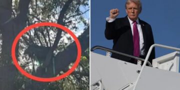 Un collage de imágenes que contiene 2 imágenes. La imagen 1 muestra un puesto de caza encontrado en un árbol cerca del Aeropuerto Internacional de Palm Beach. La imagen 2 muestra al presidente Donald Trump apretando el puño mientras aborda el Air Force One.