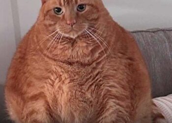 Un masivo gato atigrado naranja, llamado Bug, se encuentra en un sofá.