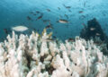 Los científicos advierten que el planeta ha superado el “punto de inflexión” a medida que mueren los arrecifes de coral de aguas cálidas