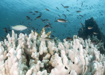Los científicos advierten que el planeta ha superado el “punto de inflexión” a medida que mueren los arrecifes de coral de aguas cálidas