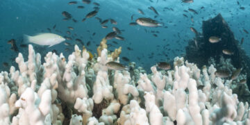 Los científicos advierten que el planeta ha superado el “punto de inflexión” a medida que mueren los arrecifes de coral de aguas cálidas