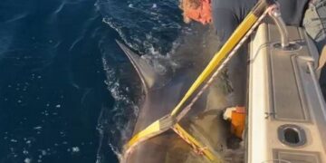 Un gran tiburón blanco con una etiqueta de seguimiento junto a un barco con dos hombres.