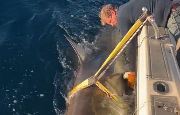 Un gran tiburón blanco con una etiqueta de seguimiento junto a un barco con dos hombres.