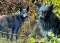 Un collage de imágenes que contiene 2 imágenes. La imagen 1 muestra VIDEO: Los perros en Chernobyl se están volviendo AZULES. La imagen 2 muestra VIDEO: Los perros en Chernobyl se están volviendo AZULES.