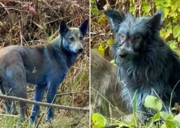 Un collage de imágenes que contiene 2 imágenes. La imagen 1 muestra VIDEO: Los perros en Chernobyl se están volviendo AZULES. La imagen 2 muestra VIDEO: Los perros en Chernobyl se están volviendo AZULES.