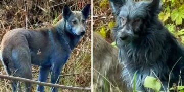 Un collage de imágenes que contiene 2 imágenes. La imagen 1 muestra VIDEO: Los perros en Chernobyl se están volviendo AZULES. La imagen 2 muestra VIDEO: Los perros en Chernobyl se están volviendo AZULES.