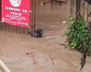 NINTCHDBPICT001030413852