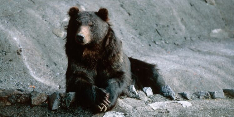 Oso Pardo, Parque De Los Osos