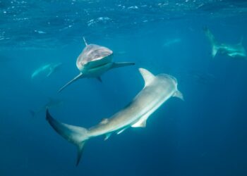 Tiburones y delfines bajo el agua, compitiendo por comida.