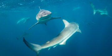 Tiburones y delfines bajo el agua, compitiendo por comida.