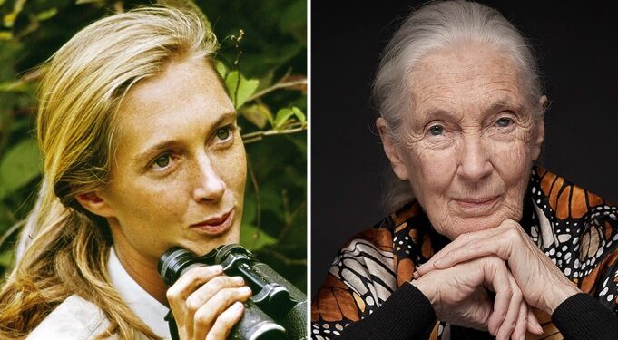 Conozca  sobre la familia Jane Goodall y el patrimonio neto