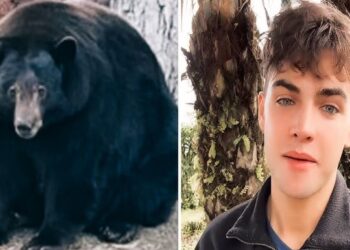 ¿Es verdadero o engaño el video del ataque del oso perezoso de TikToker Kyle Thomas?