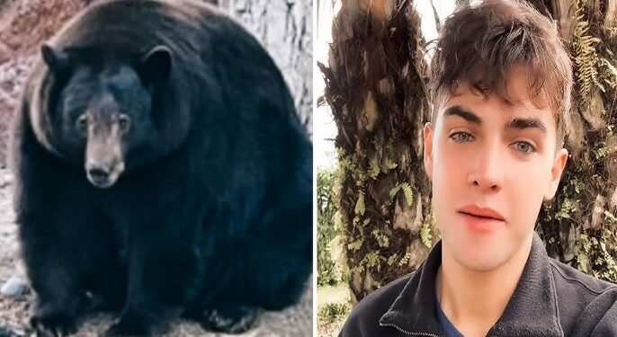 ¿Es verdadero o engaño el video del ataque del oso perezoso de TikToker Kyle Thomas?