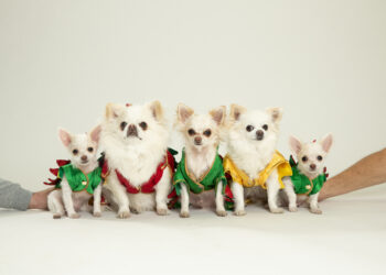 Dentro de la tendencia de clonación de mascotas en el Reino Unido, donde los británicos desesperados pagan £ 50 mil para resucitar 'perros zombis'... mientras una estrella de televisión revela réplicas de gemelos