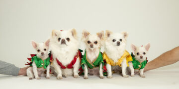 Dentro de la tendencia de clonación de mascotas en el Reino Unido, donde los británicos desesperados pagan £ 50 mil para resucitar 'perros zombis'... mientras una estrella de televisión revela réplicas de gemelos