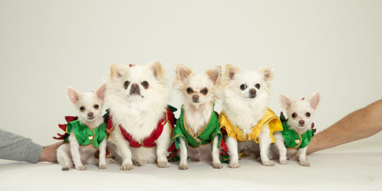 Dentro de la tendencia de clonación de mascotas en el Reino Unido, donde los británicos desesperados pagan £ 50 mil para resucitar 'perros zombis'... mientras una estrella de televisión revela réplicas de gemelos