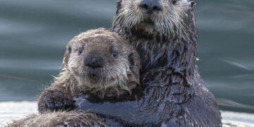 El ataque de Trump a la Ley de Especies en Peligro dañará más que solo la vida silvestre