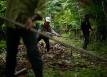 Una cabruca en Terra Vista durante la cosecha de chocolate.